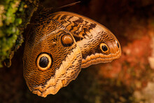 A Forest Giant Owl Butterfly, Owl Resting On A Tree Trunk. Hidden Beauty And Natural Wonder.