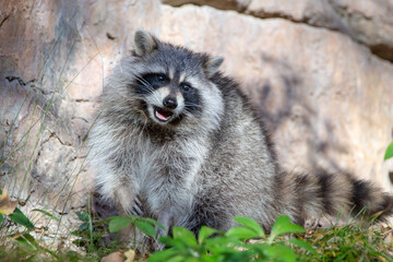 Raccoon in the caucasus mountains. Known for its intelligence and cute looking, raccoons are invasive alien species for Europe and Caucasus, and are destroing local fauna