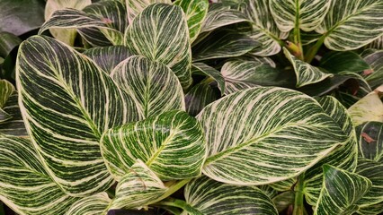  Background of green foliage of plants with bright leaves of interesting shape. 