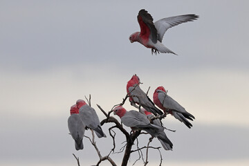 Pink and Grey Galah's perched on dead tree