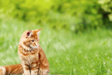 Canvas Print - Cute young cat walking outside in the grass