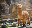 Peru alpaca
