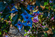 Fresh Blue  Blooming Bougainvillea Flowers In Full Bloom On A Sunny Day