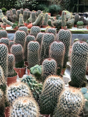 Poster - A vertical shot of many cactuses in pots outdoors