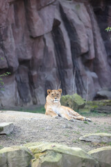 Wall Mural - A vertical shot of a young lioness relaxing and overlooking the area under the cliff