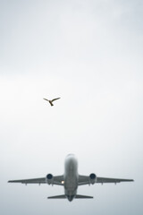 Sticker - A vertical shot of a plane and a bird in a blue sky