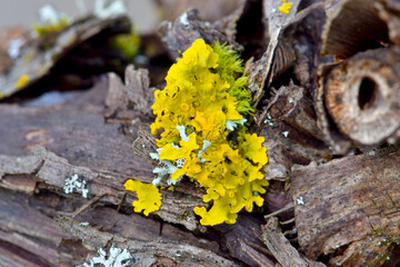 Sticker - Yellow Lichen Abstract 05