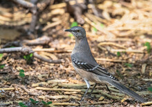 A Northern Mockingbird Viewed At Close Range In Soft Light Foraging In A Wild Area Strewn With Tree Pods And Sticks.