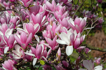 Wall Mural - Magnolia liliiflora pink spring flowers