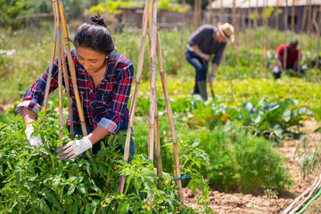 Canvas Print - Portrait of peruvian woman gardener during working with tomatoes seedling outdoor