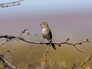 Wall Mural - a brewers sparrow sits on a tree branch in the scrub brush landscape of southern new mexico.
