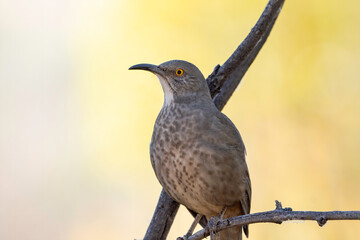 Wall Mural - a curve-billed thrasher perched on a twig in southern arizona.