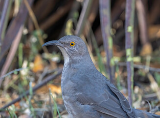 Wall Mural - a close up of a curve-billed thrasher
