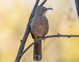 Wall Mural - a curve-billed thrasher sitting on a twig
