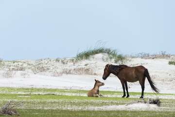 Wall Mural - A view of a big brown horse with the little son horse in the green farm with a blue sky