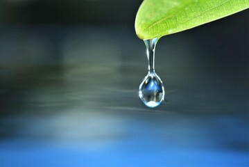 water drop on green leaf