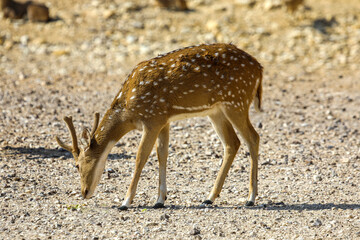 Wall Mural - Brown deer, Sika female walking on the ground. High quality photo