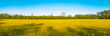 Panoramic View Of Field Of Yellow Wildflowers In Spring At Sunset In Midwest; Trees  And Blue Sky In Background