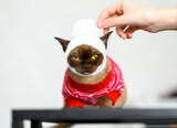 Fototapeta Zwierzęta - Burmese cat is dressed in knitted warm clothes, sweater, hat, scarf