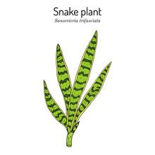 Snake plant or mother-in-laws tongue Dracaena trifasciata , ornamental and medicinal plant