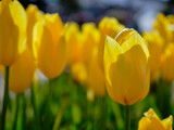 Fototapeta  - 風景素材　早春に咲く綺麗なチューリップ