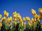Fototapeta Tulipany - 風景素材　早春に咲く綺麗なチューリップ