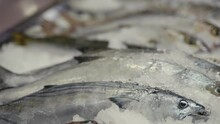 Fresh Fish On Ice. Leerfish Also Known As Garrick Or Lichia Amia.