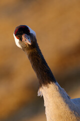 Canvas Print - The common crane (Grus grus), also known as the Eurasian crane, portrait.