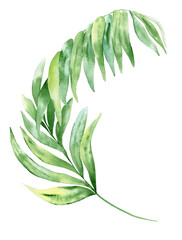 Watercolor palm branch. Chamaedorea palm leaf. Botanical illustration of tropical green foliage on isolated background. Jungle vegetation for cards and wedding design.