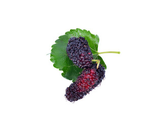 Wall Mural - Mulberry with leaf Isolated on white background