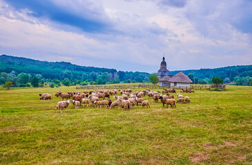 Sticker - The sheep herd on grounds of Cossack Village Scansen, Ukraine