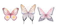 Watercolor Butterflies Hand Drawn Illustrations, Isolated Elements On White Background