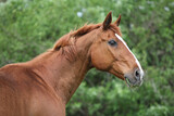 Fototapeta Konie - Portrait of Budyonny horse