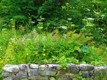 Small Garden Of Mountain Flowers Including Bellflowers (Campanula Spp.) Above A Stone Wall