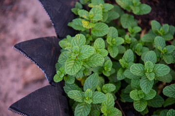 Sticker - Green vegetable in nature.