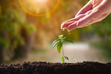 Poster - Farmer holding soil in hands. Farmer is checking soil quality before sowing wheat. Agriculture, gardening or ecology concept