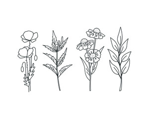 Wall Mural - hand drawing wildflowers and herbs. vector illustration