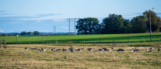 Wall Mural - Barnacle geese taking a break in the flat farmland fields of Skåne (Scania) Sweden