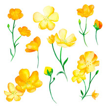 Set Of Yellow Buttercup Flowers, Watercolor Illustration