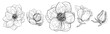 Pack de elementos florales de línea en blanco y negro, conjunto de magnolias. Recurso grafico de naturaleza