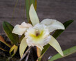 Close-up view of beautiful delicate ivory white and yellow cattleya hybrid orchid flower isolated on natural wooden background