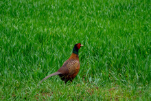 An European Male Pheasant In Green Grass