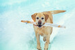 The dog walks in the snow in winter and carries a stick in his teeth