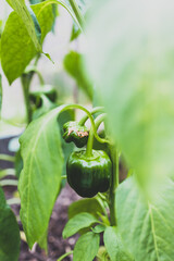 Wall Mural - close-up of capsicum plant with unripe green pepper growing shot at shallow depth of field