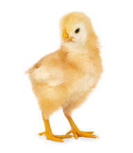 Isolated Yellow Baby Chicken On A White Background