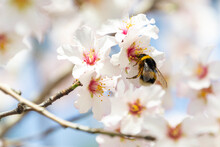 Bumblebee Perched On The Pistil And Stamens Of The White Flower Of The Almond Tree In El Retiro Park In Madrid, Spain. Europe. Horizontal Photography. World Bee Day, May 20, 2023. Spring Time 2023.