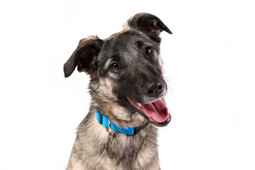 Happy smiling face of mongrel dog isolated on white background