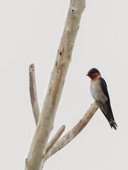 Wall Mural - pasific swallow bird on tree branch