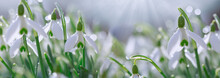 Easter Background With Snowdrops On Bokeh Background In Sunny Spring Garden