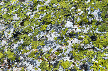 Rocks and moss background on Galibier mountain pass, France